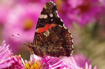 电话轰炸在线免费