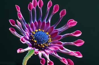 无限循环呼叫手机号软件