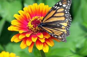 短信轰在线轰炸免费下载