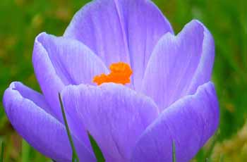 小七电话在线网页轰炸