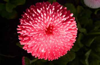 免费网络轰炸机app