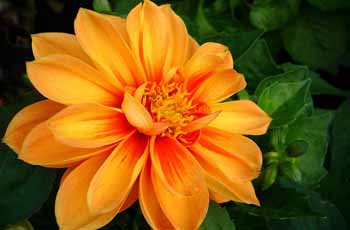 短信在线呼死你2023