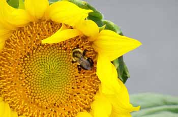 电话轰炸在线免费