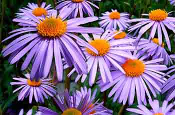 无限循环呼叫手机号软件