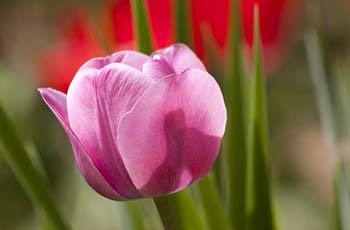 短信轰在线轰炸免费网站